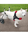 Kelby - Sedia per cani disabili (Peso: 8-15 kg)